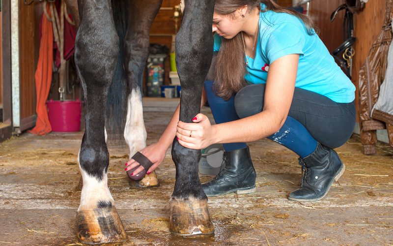 cleaning horses hooves