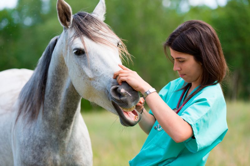 check before you buy a horse